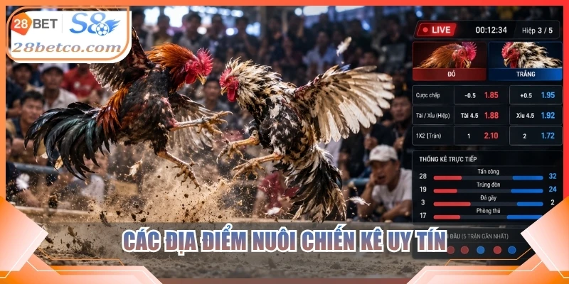 Các địa điểm nuôi chiến kê uy tín