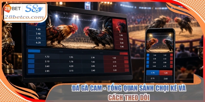 Đá gà cam