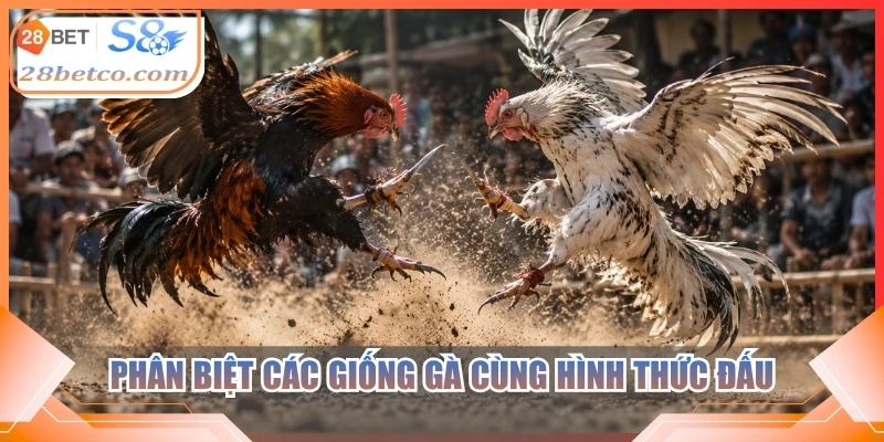 Phân biệt các giống gà cùng hình thức đấu